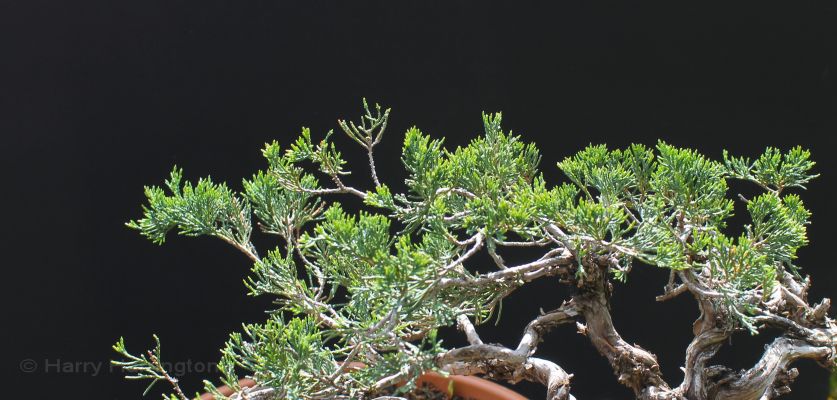 juniper bonsai scale foliage